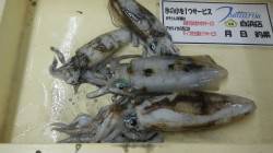 白浜町日置にて活きアジを使ってウキ釣り、ア…