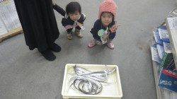 田辺芳養（はや）堤防にて家族でワインド　タチウオ10匹♫