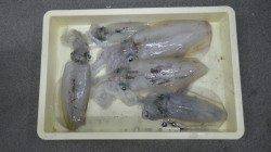 田辺天神崎でエギング　955ｇ、855ｇの良型上がっています