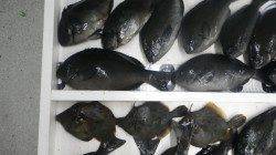 樫野沖磯　フカセ釣りでグレ爆釣！　