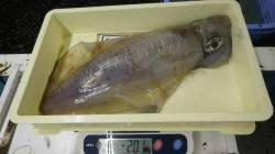 椿でのヤエン釣りにてアオリイカ2.1kgま…