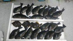 樫野沖磯　フカセ釣りでグレ爆釣！　