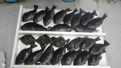 樫野沖磯　フカセ釣りでグレ爆釣！　