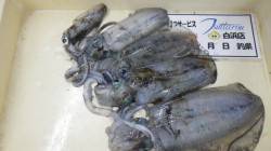 白浜町日置の地磯でアオリ好釣！ウキ釣りとヤ…