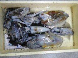 見草漁港　ウキ釣りでアオリイカ好調