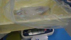 堺漁港グランド横　ヤエンでアオリイカ910g頭に4杯