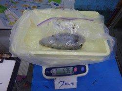 みなべ堺堤防グランド横にてアオリイカ2ハイ