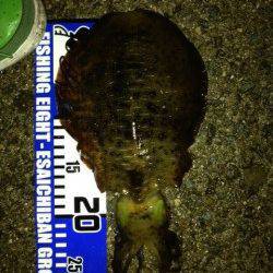 林崎漁港のベランダにてエギング　ええ重さのアオリイカきました☆