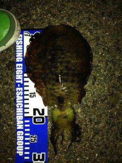 林崎漁港のベランダにてエギング　ええ重さのアオリイカきました☆