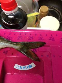 神戸空港でのアジング　ボトムより中層でアタリあり