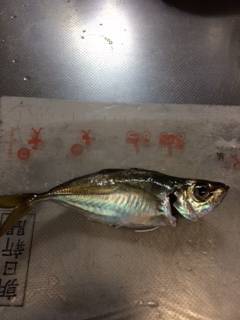 神戸空港　アジングでアジ・メバルの釣果