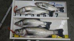 白浜地磯　ルアーfishingで最長81cmのヒラスズキ！