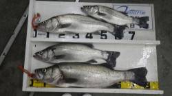 白浜地磯　ルアーfishingで最長81c…