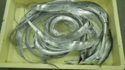 堺漁港　ワインド・ルアーでタチウオの釣果出…