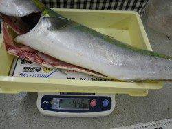 富田の磯　ルアーでメジロ＆サゴシ☆