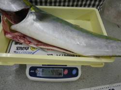 富田の磯　ルアーでメジロ＆サゴシ☆