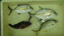 みなべ堺堤防の先端でフカセ釣り　アイゴ・グレ・メッキなど