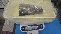 みなべ一本松でのエギング釣果　キロアップもでています