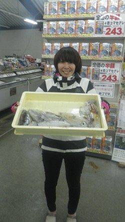 伊古木と名切崎の地磯でエギング　アオリイカ955ｇまでを8杯