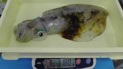 堺堤防でアオリイカ1キロオーバー　エギング…