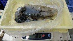 見草　アオリイカ1.07kgなどの釣果〜アタリ多かったです