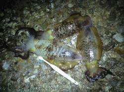 みなべ　地磯でヤエン釣り　アオリイカ３バイ…