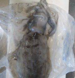 イコギ波止にてヤエン釣り　いいサイズのアオリイカが2杯