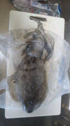 イコギ波止にてヤエン釣り　いいサイズのアオ…