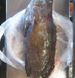 白浜波止にてタチウオ仕掛にクエ49cmがHIT！！