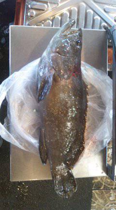 白浜波止にてタチウオ仕掛にクエ49cmがH…