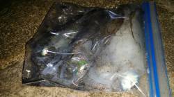 白浜地磯　夜のエギングでアオリイカ3杯