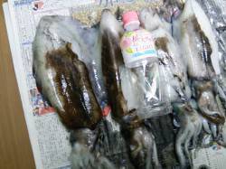 周参見にてエギング　アオリイカ4杯の釣果