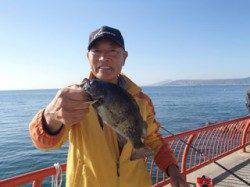 平磯海づり公園　シラサのウキ釣りで良型メバル25.5cm