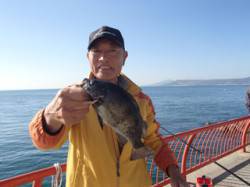 平磯海づり公園　シラサのウキ釣りで良型メバ…