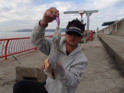 平磯海づり公園　アオリイカ515g、パープル系のエギでキャッチ