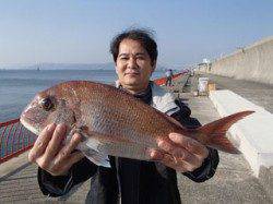 平磯海づり公園　シラサのウキ釣りでマダイ48cm