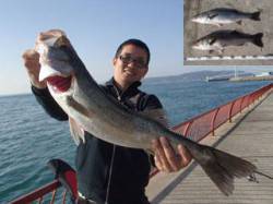 平磯海づり公園　シラサエビでスズキ67cm…