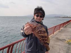 記録賞サイズのアコウ35.5cmが釣れまし…