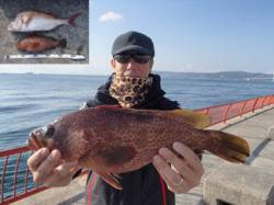 平磯海づり公園　記録賞サイズのアコウ42c…
