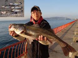 平磯海づり公園　シラサでハネ・スズキが好釣…