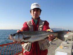 平磯海づり公園　シラサでハネ48cm