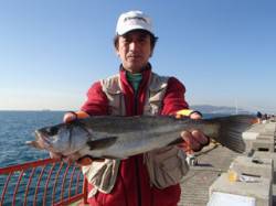 平磯海づり公園　シラサでハネ48cm