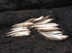 落ちキスを狙って三松の磯側へ　中々のサイズが上がりました