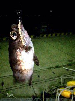 新浜漁港　会社帰りに30分のアジング残業〜メバル混じりでポツポツ