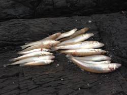 落ちキスを狙って三松の磯側へ　中々のサイズ…