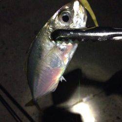 林崎漁港　アジングで入れ食い堪能、巻きの釣りに好反応でした