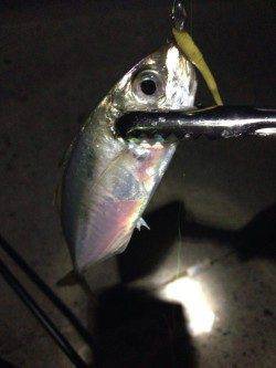 林崎漁港　アジングで入れ食い堪能、巻きの釣りに好反応でした