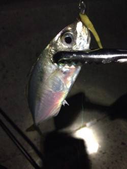 林崎漁港　アジングで入れ食い堪能、巻きの釣…