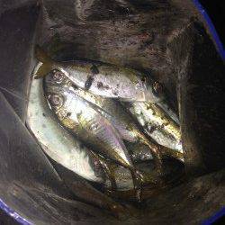 泉大津にてアジのたまり場発見♪　アジングで1時間半釣れて楽しめました