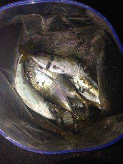 泉大津にてアジのたまり場発見♪　アジングで1時間半釣れて楽しめました